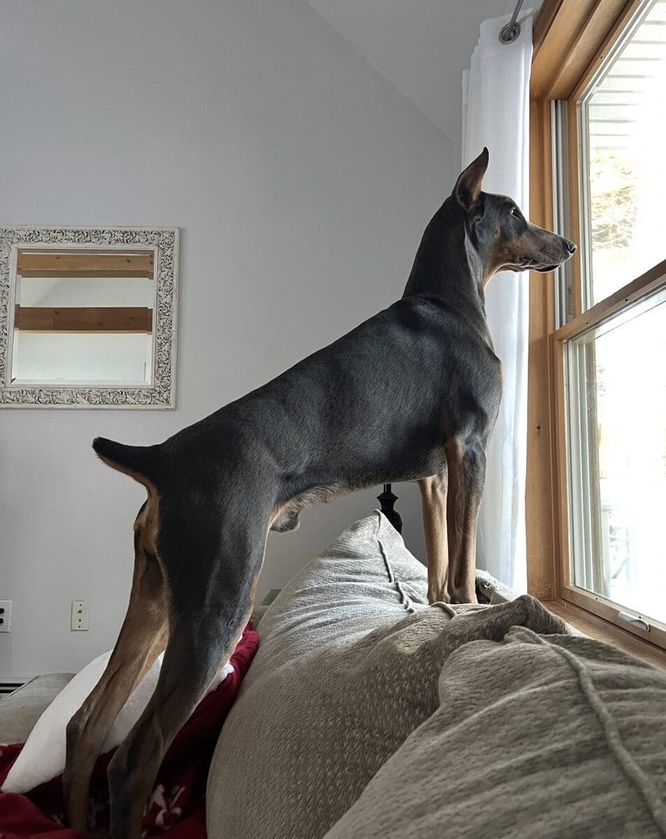 1 year old, purebred Doberman, cropped/docked image 1