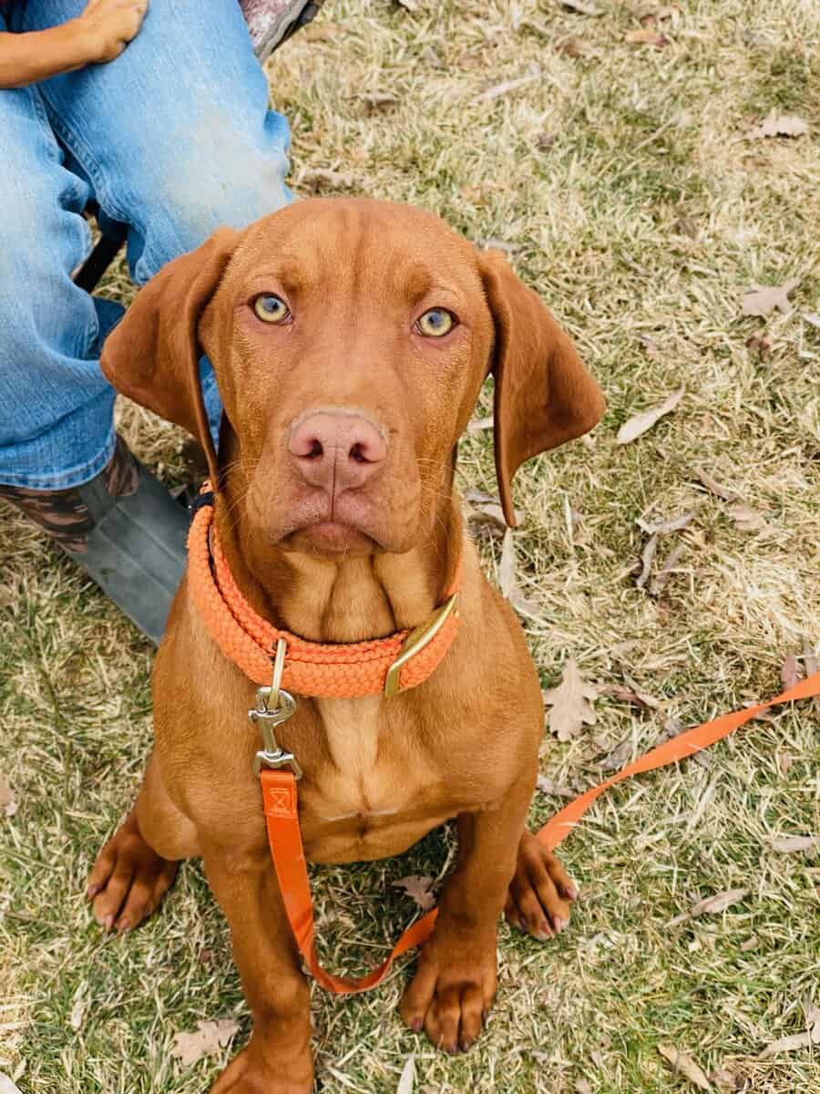 AKC Registered Vizsla Puppies image 13