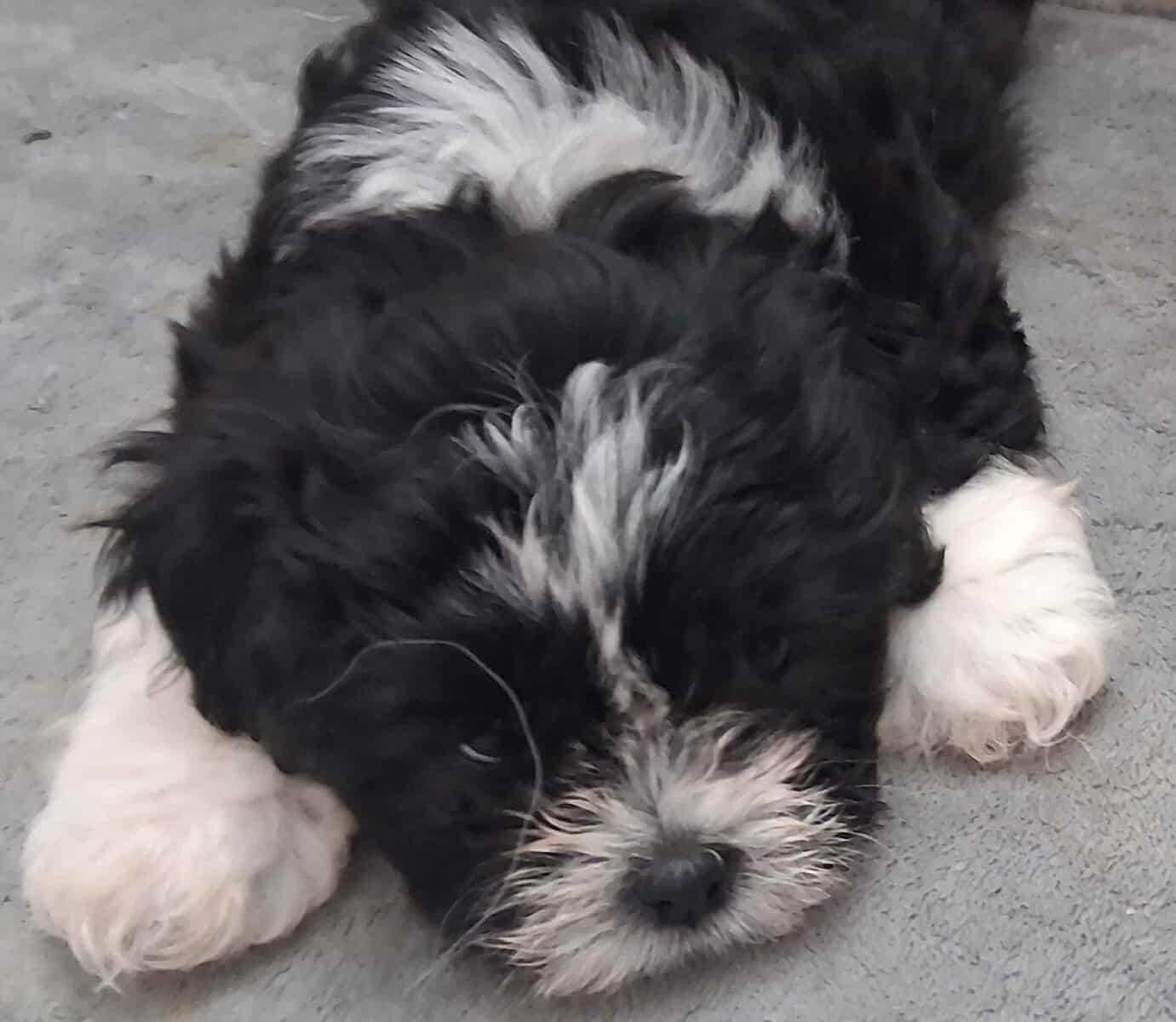 Cookie she is a shi tzu Maltipoo mix image 5