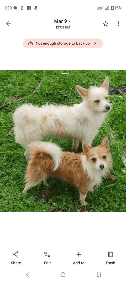 Papshire Terriers image 1