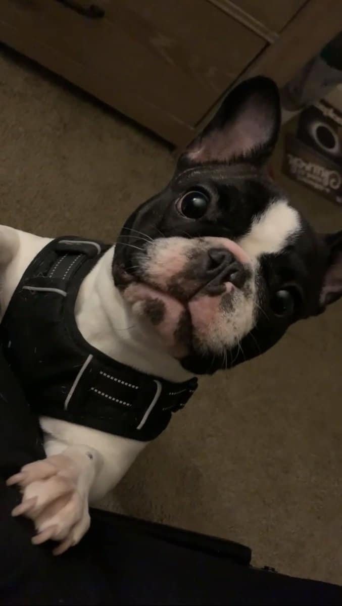 Female Frenchie looking for new home image 2
