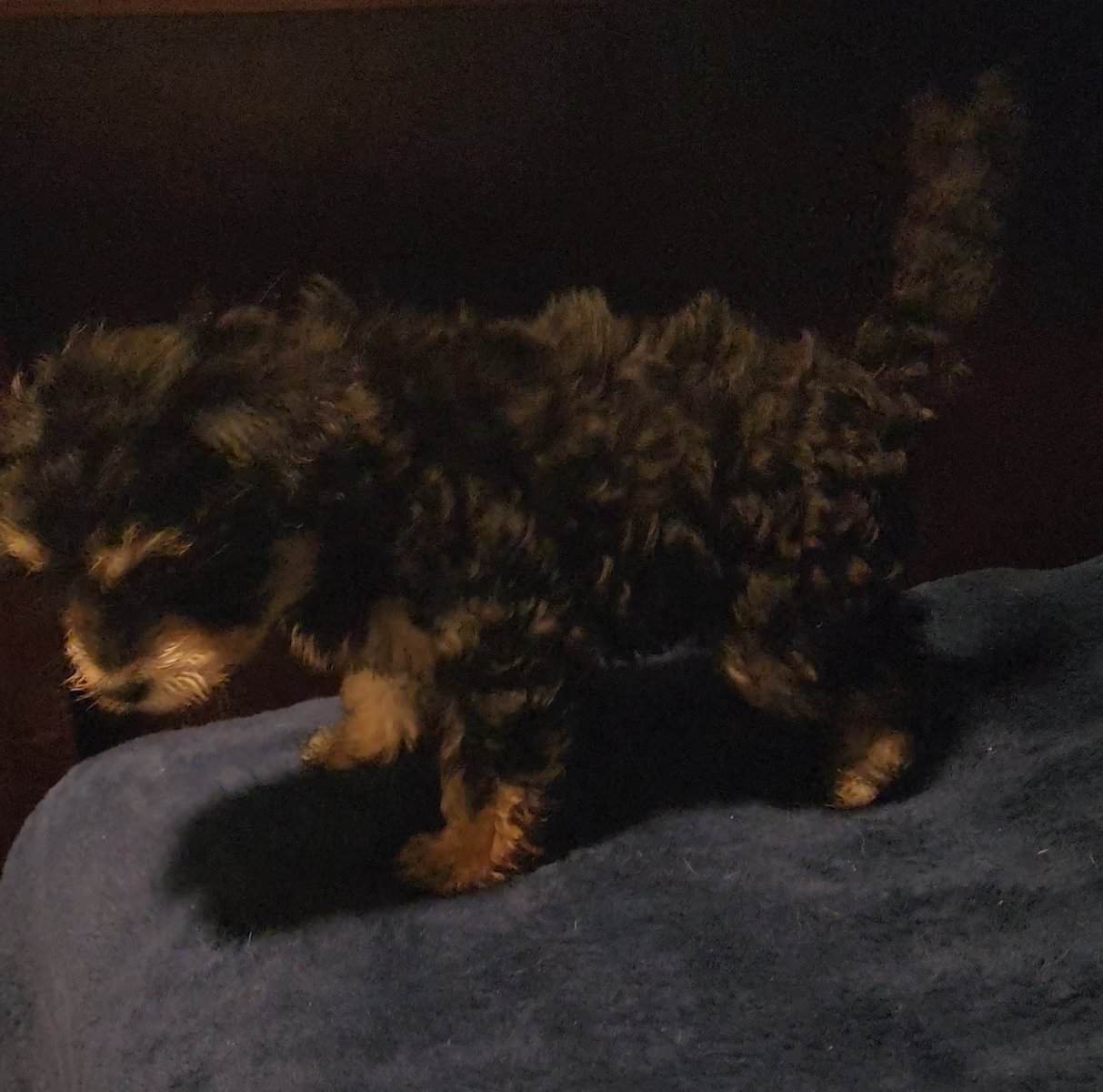 Mix Multi Poodle Puppy image 4