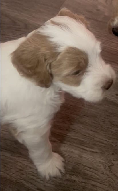 LABRADOODLE PUPPIES image 4