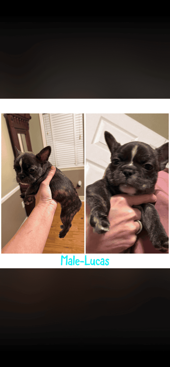 Frenchie /Boston terrier image 1