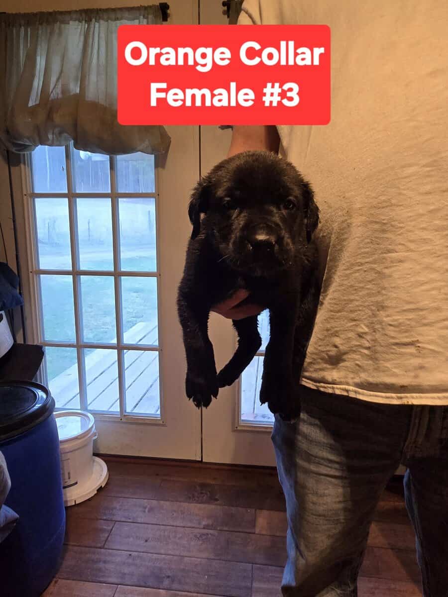 Cane Corso Belgian Malinois Puppies image 5