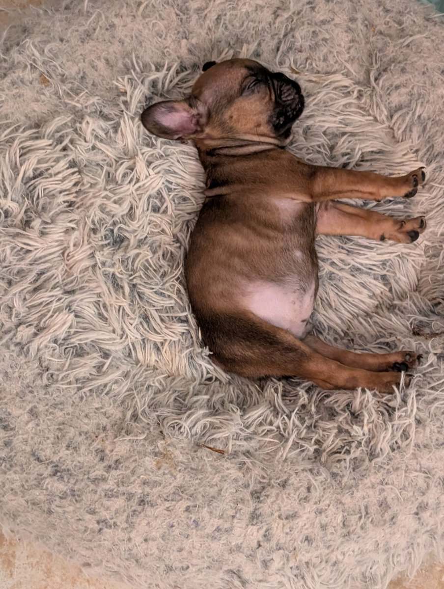Beautiful Frenchies looking for a home image 2
