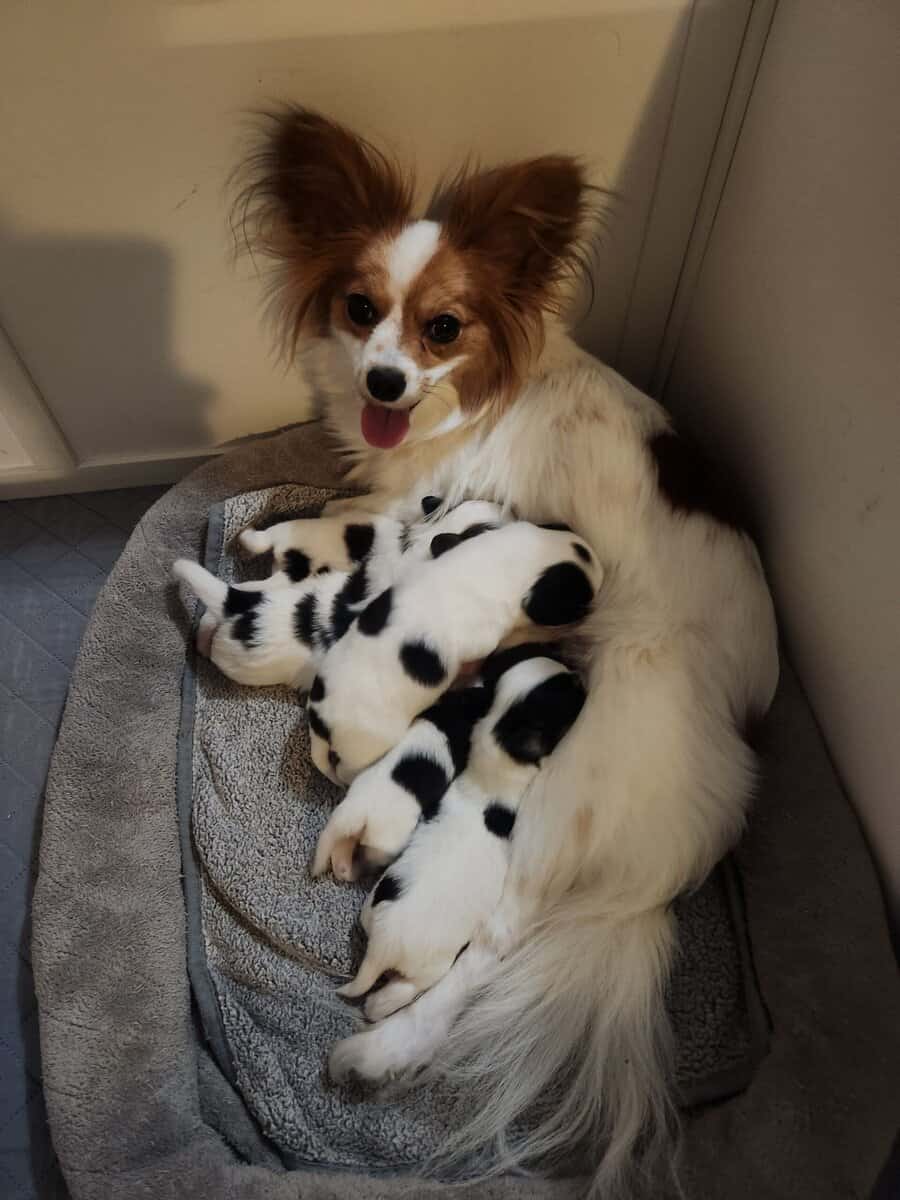 BayBell + Pepe Liter of 2 females/3 males image 4