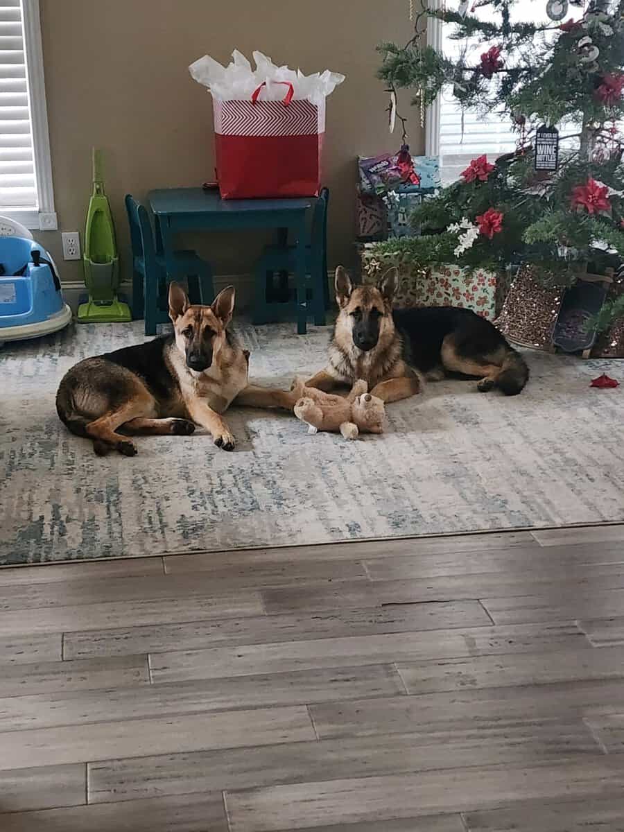 Rehoming 2 German Shepherds image 2