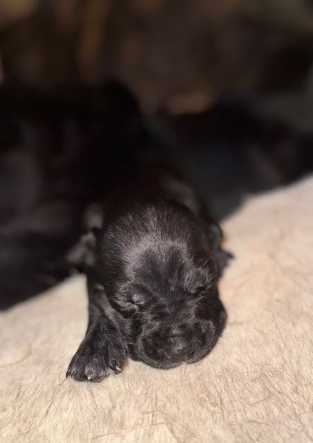 Purebred Cane Corso xGerman Shorthair Pointer (VA) image 6
