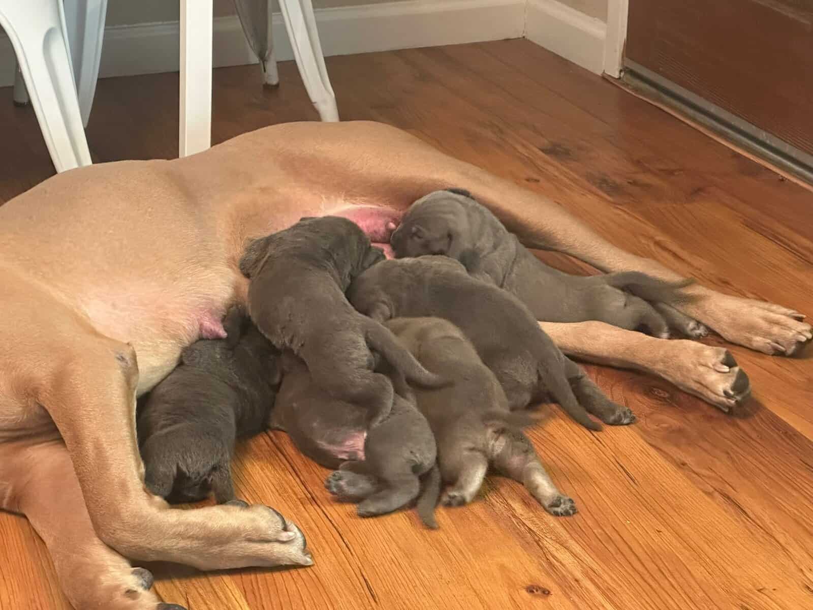 Cane Corso Litter for Sale image 1
