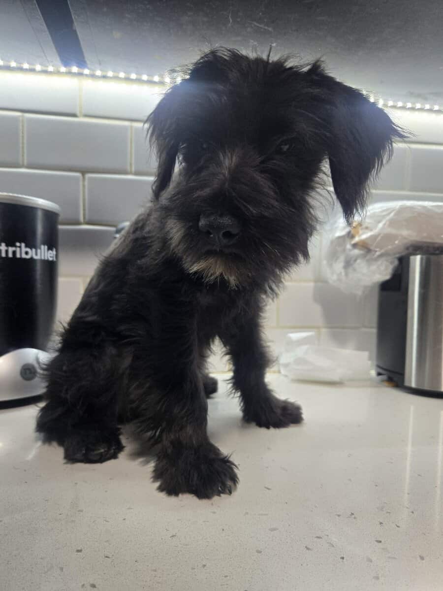 MINI SCHNAUZERS image 1