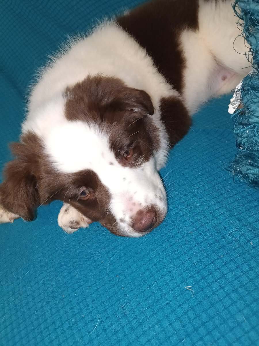 Aussie pup female image 1