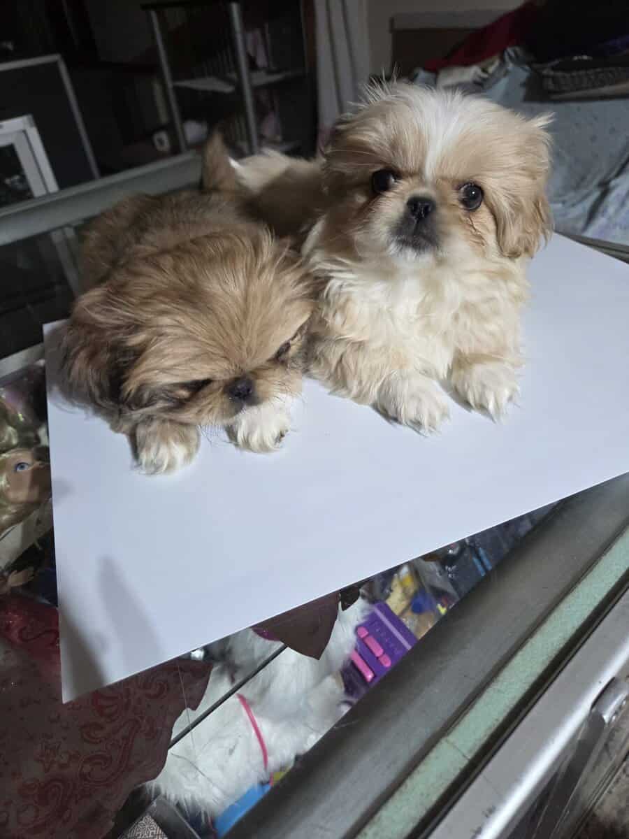 Pekingese puppies image 3