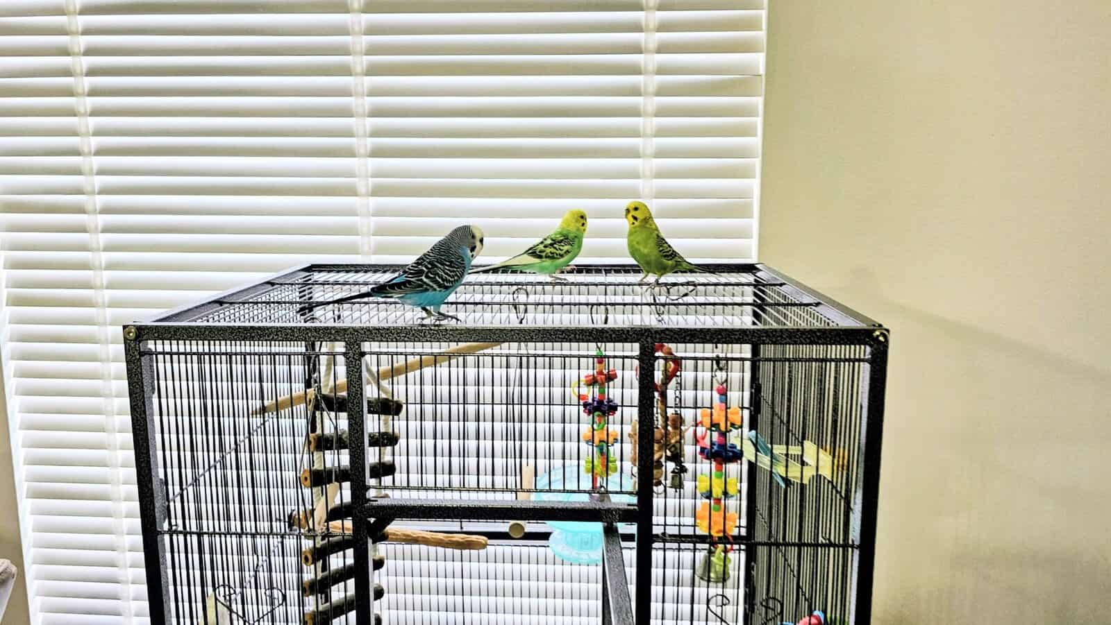 3 parakeets with birdcage, 2 boys, 1 girl. image 3