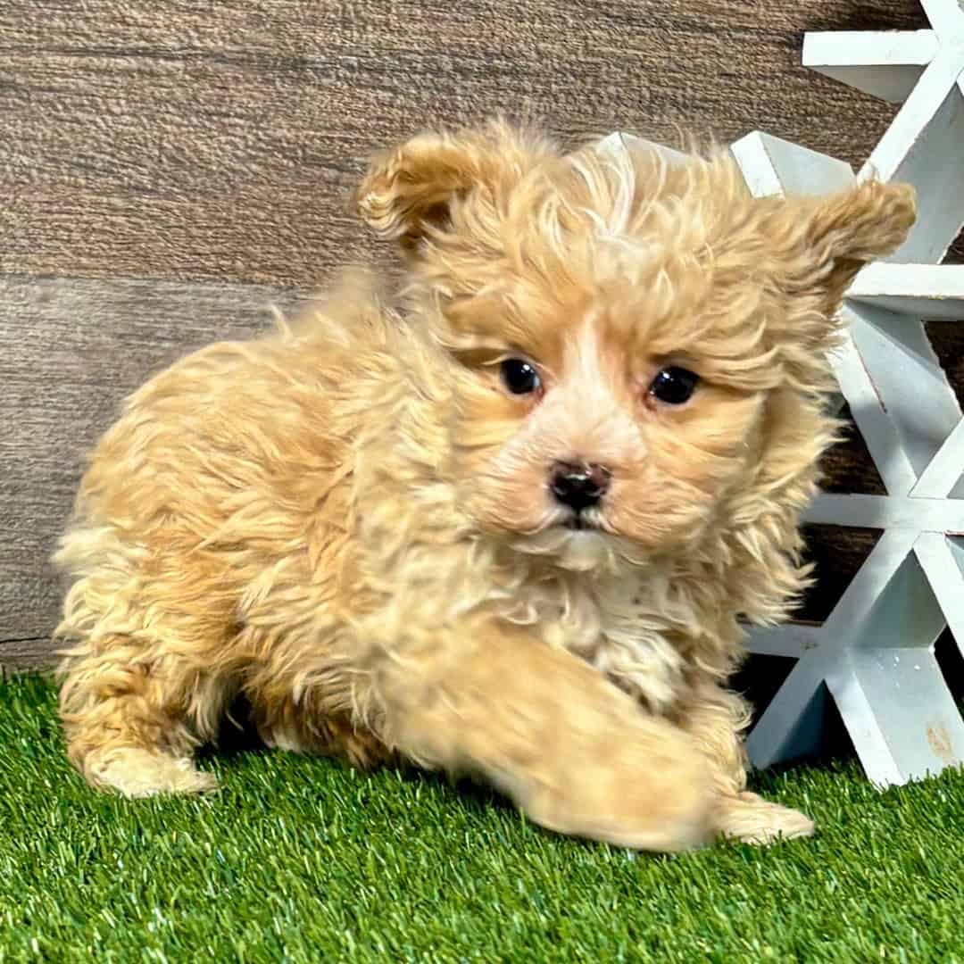 Adorable French Maltipoo pups image 1