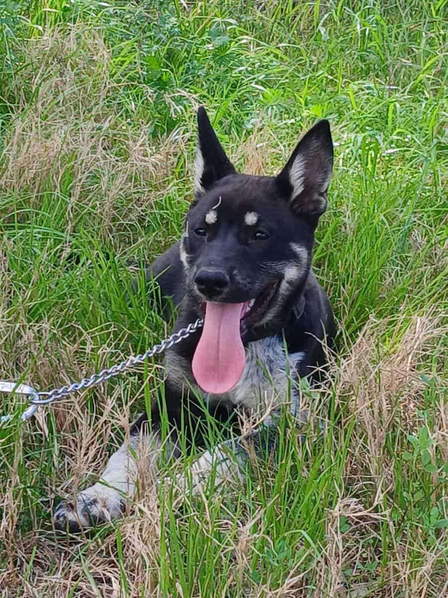German Shepherd/ Husky Mix image 2