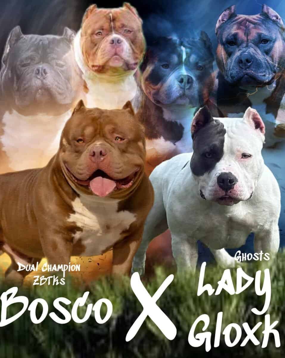 Abkc American bully puppies image 2