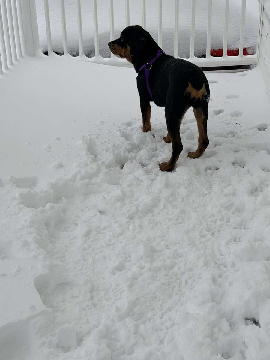 Five month old Rottweiler image 2