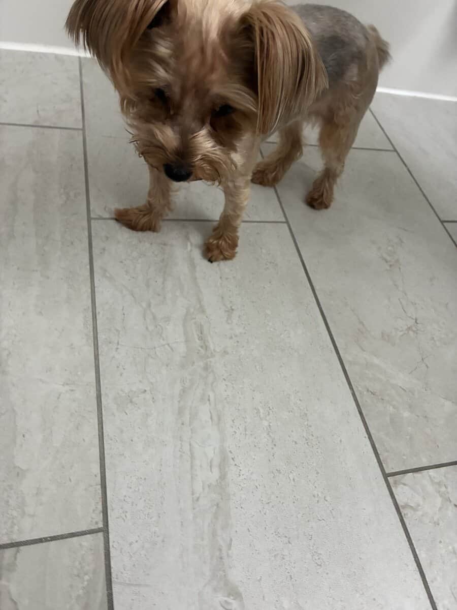 Female Yorkie Terrier image 3