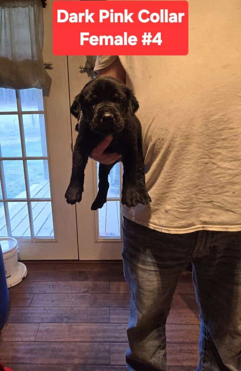 Cane Corso Belgian Malinois Puppies image 7