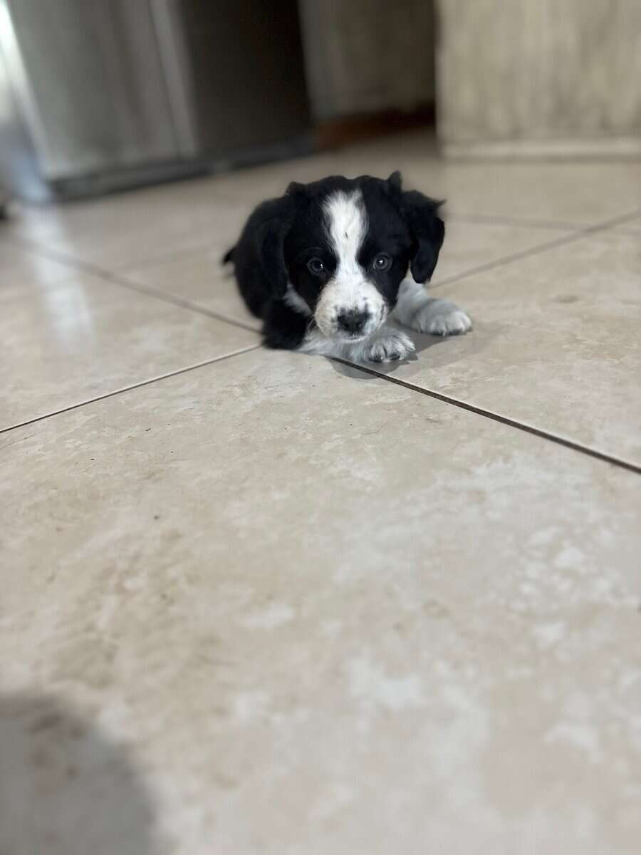 Mini Aussie for sale image 2