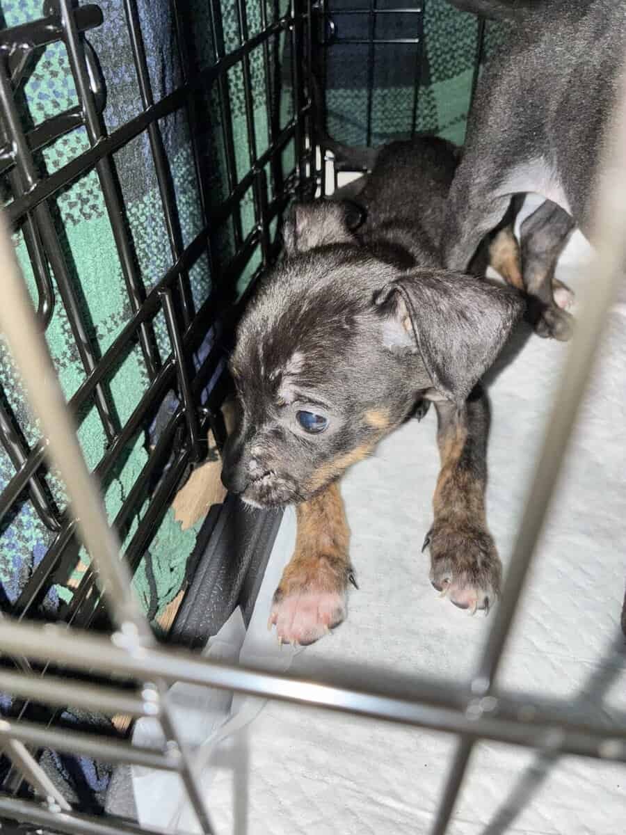 Bluenose Pit Puppies image 3