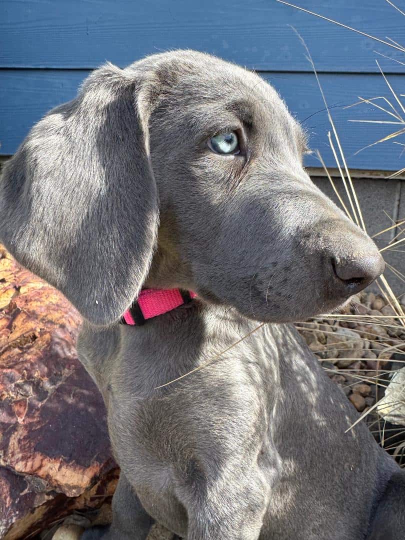AKC Reg WEIMARANER PUPPIES image 3