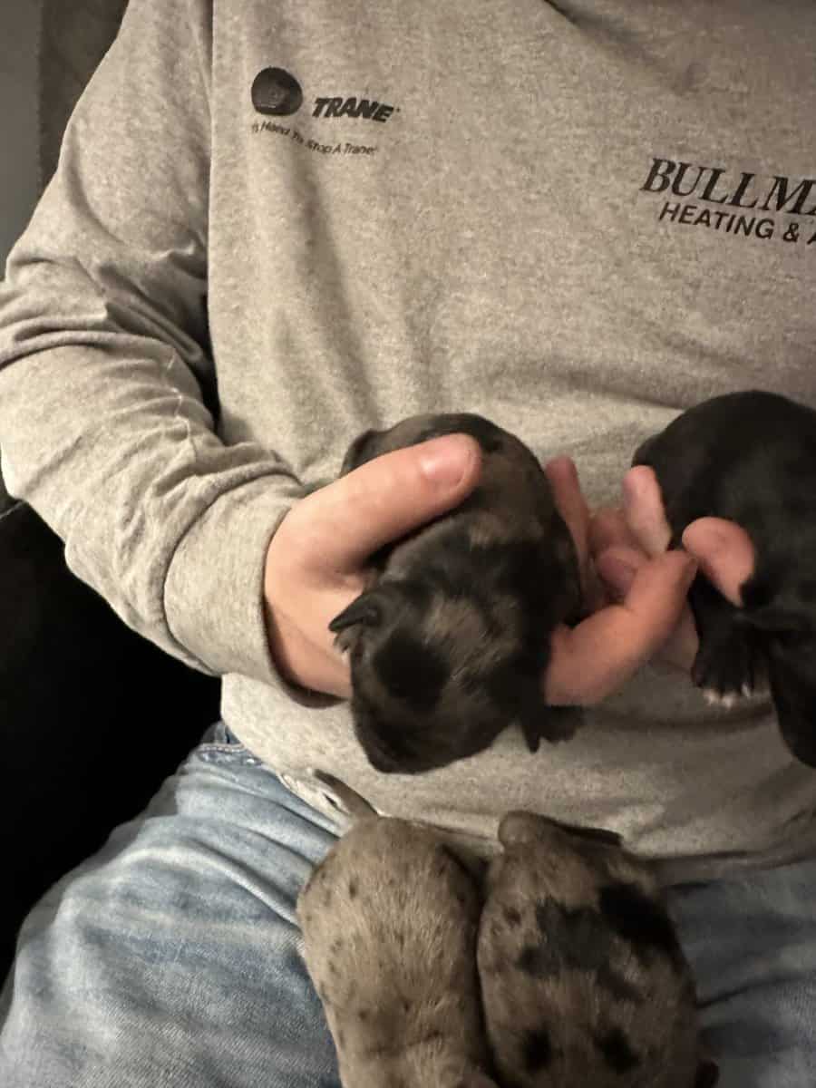 Puppies For Sale image 2