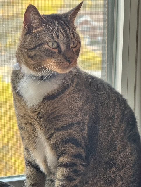 Nova - A Sweet 4yo Cat Needs a New Home! image 3