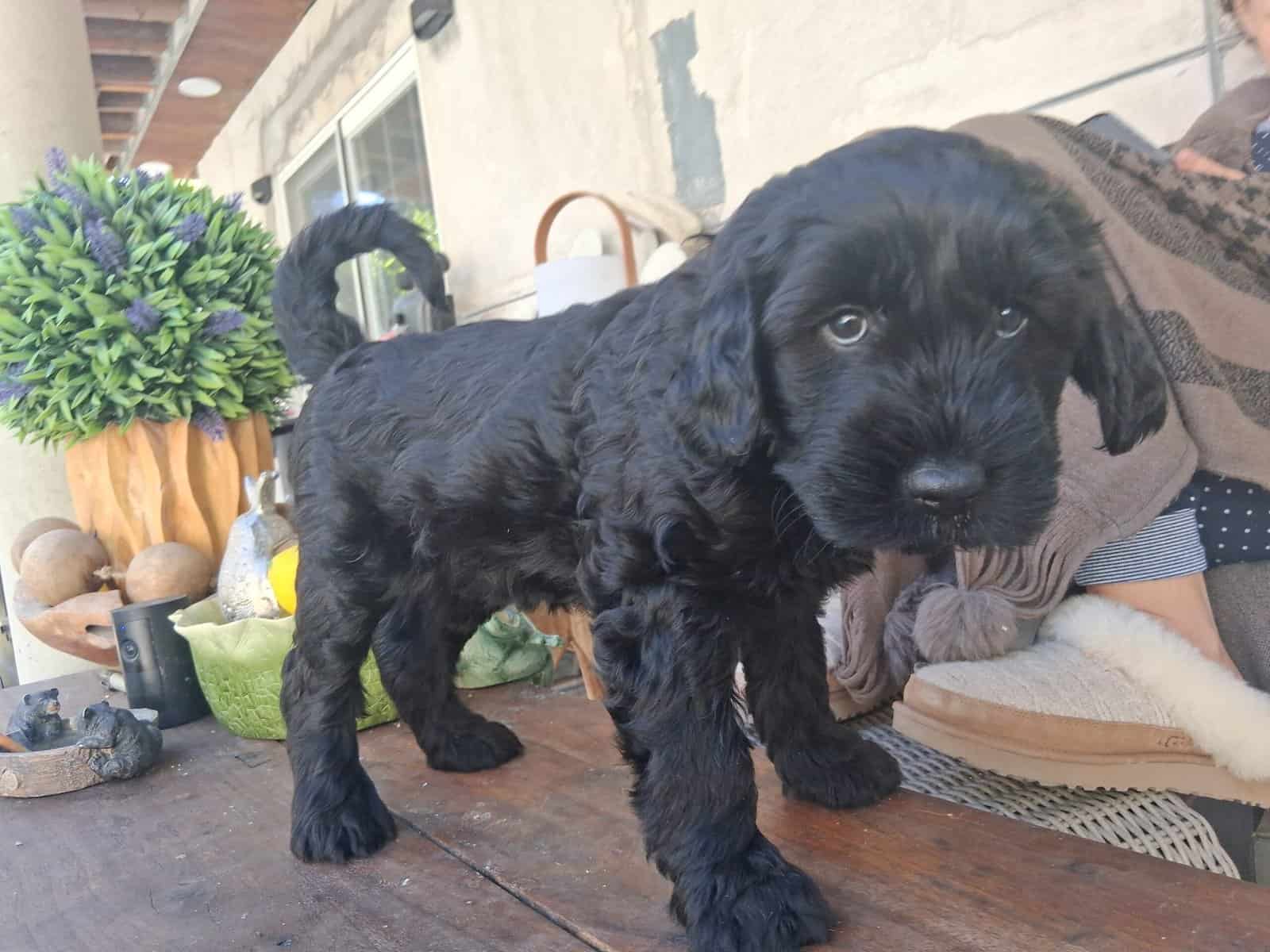 Beautiful female Mini Schnoodle puppy born in 3 Ja image 2