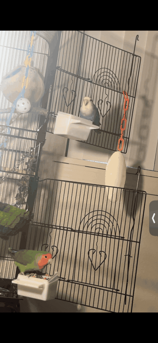 Love birds image 5