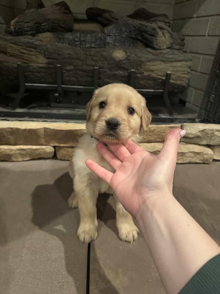 AKC Golden Retriever image 4