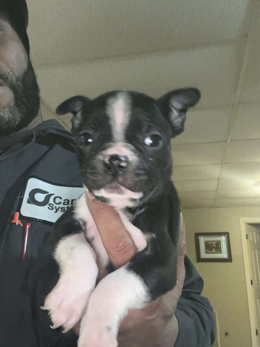 Boston terrier puppies image 14