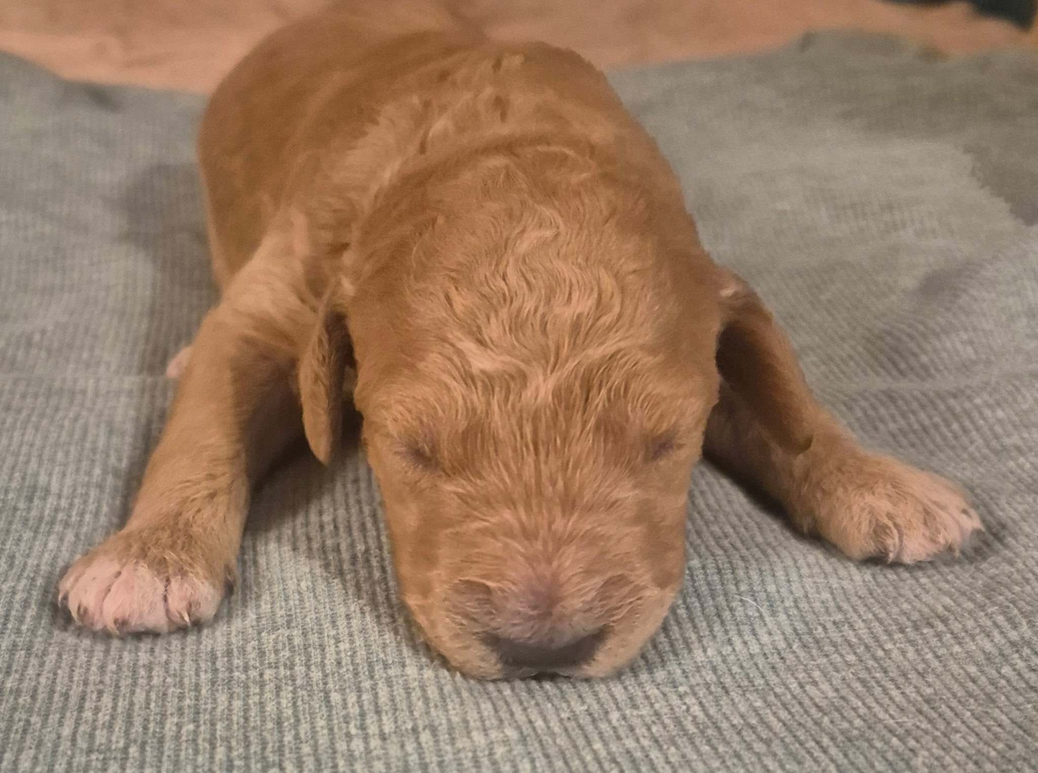 Labradoodle/ Goldendoodle image 4