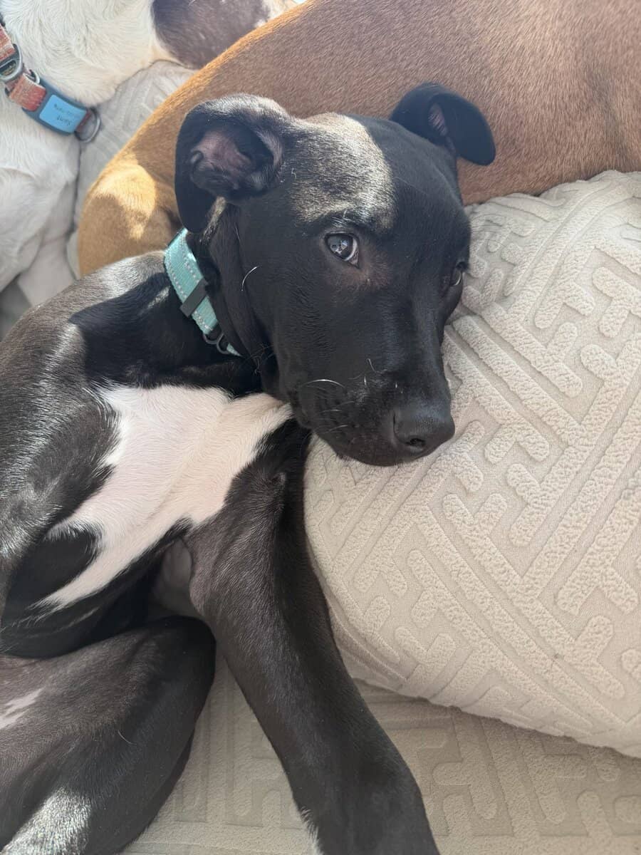 Adoptable Licorice Needs A Home image 8