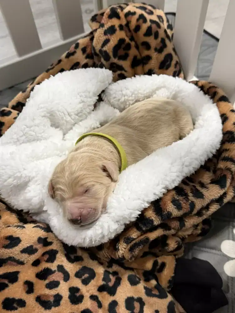 Goldendoodle pups image 2
