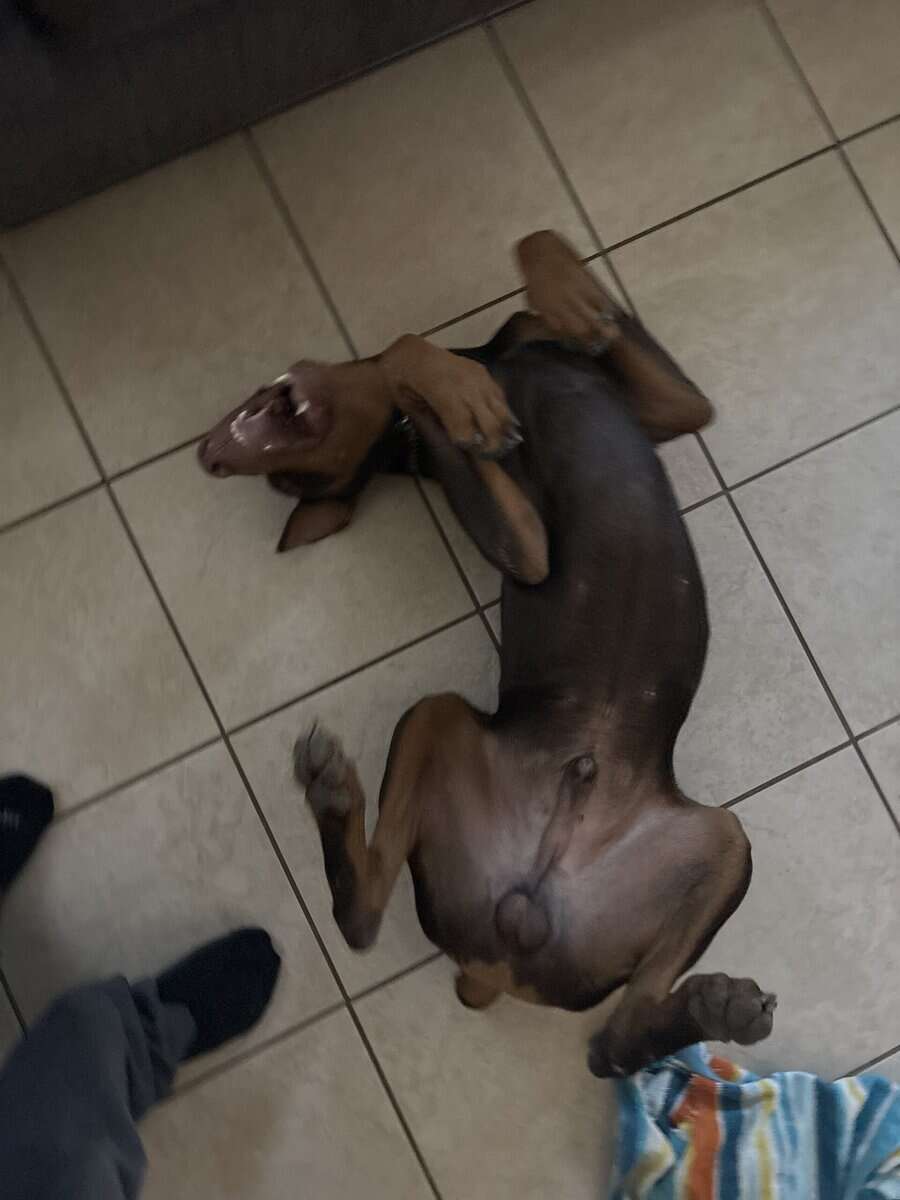 Doberman image 3