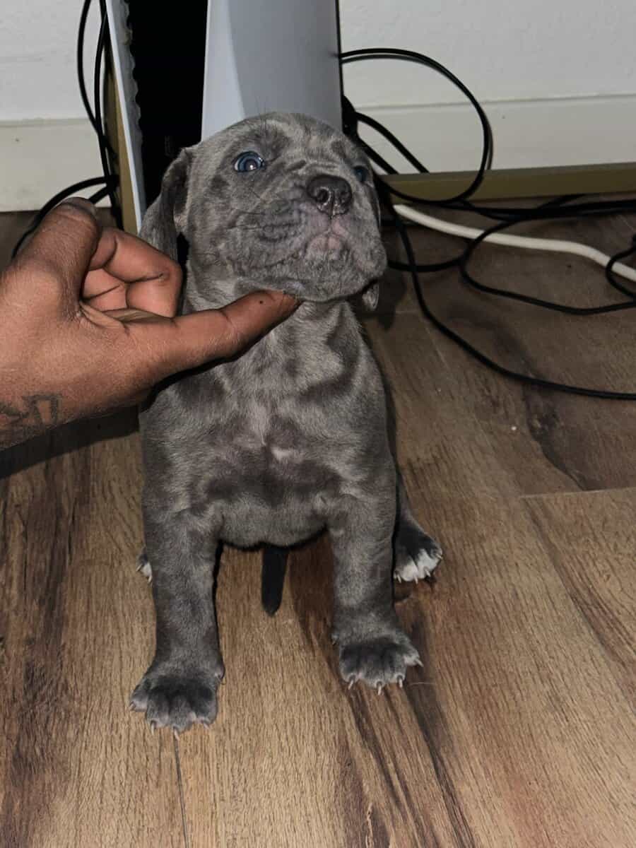 Cane Corso Litter for Sale image 2