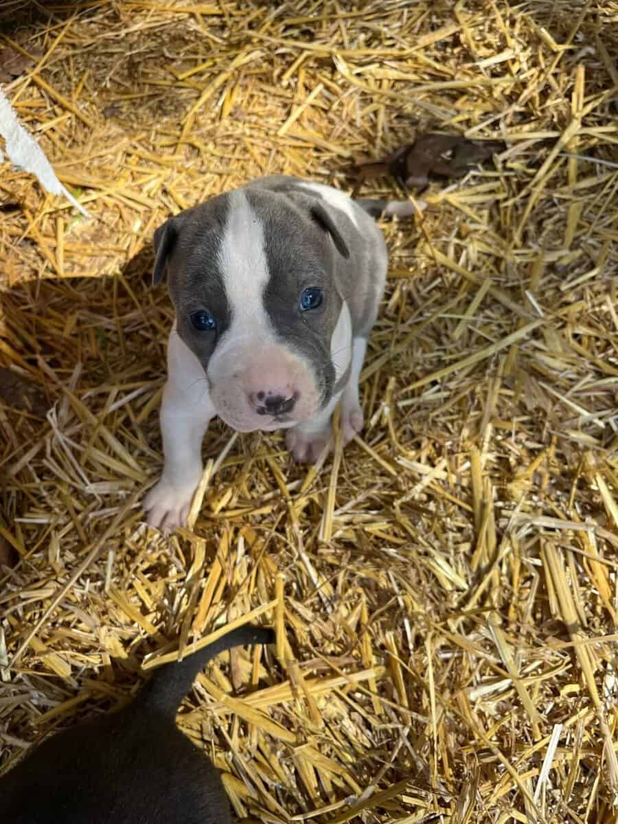 Pit Bull puppies image 2