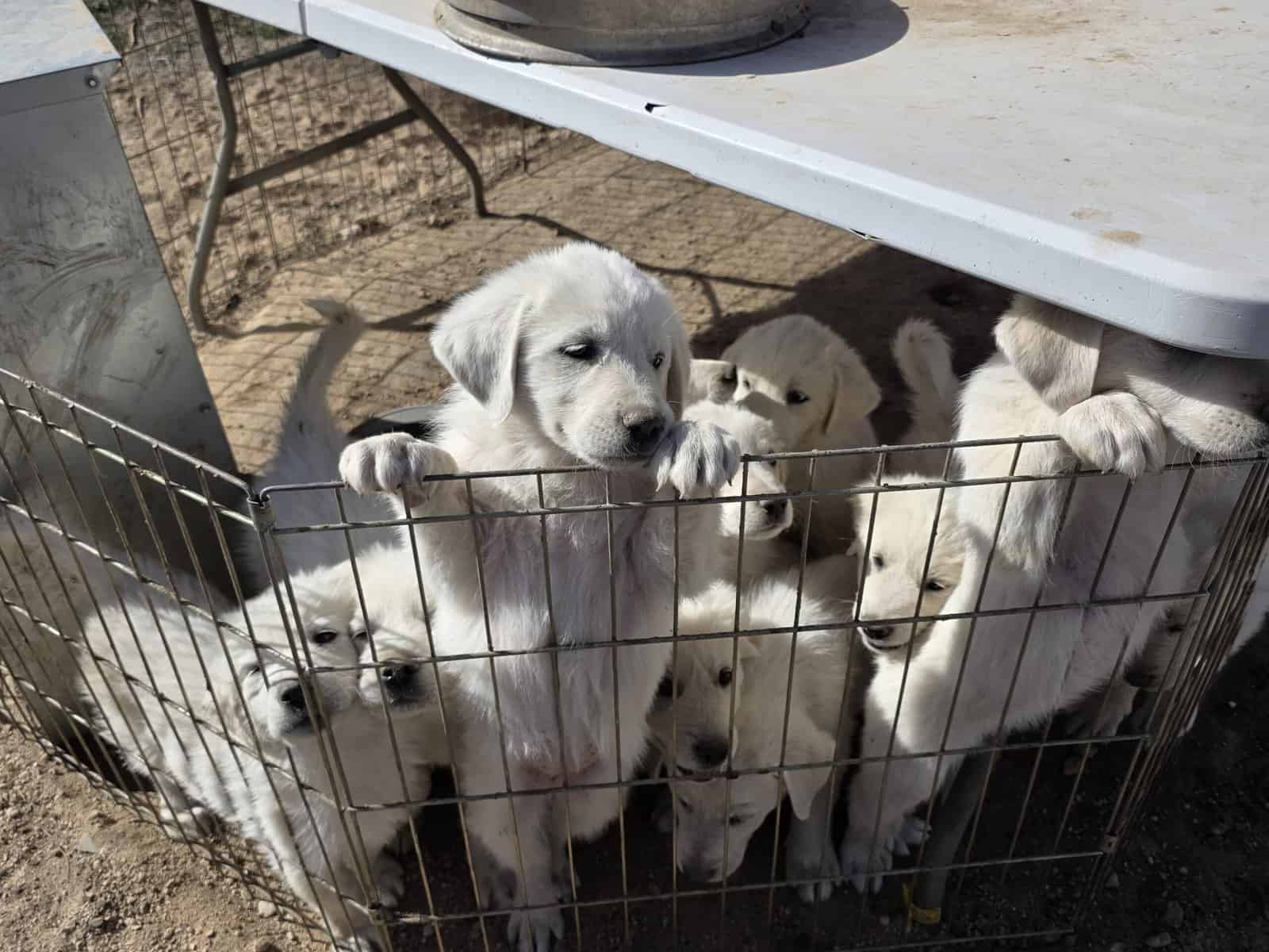 Great Pyrenees/Anatolian Puppies image 10