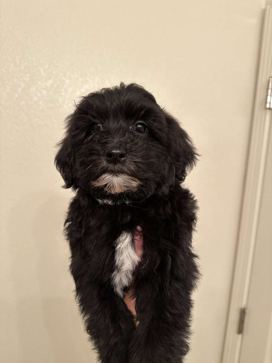 Malshi golden doodle image 1