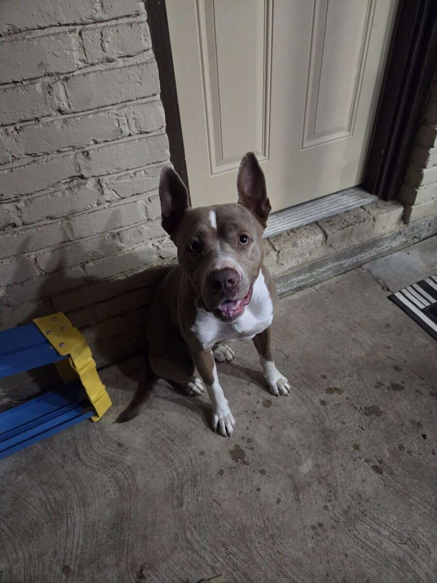 Dog in need of home image 2