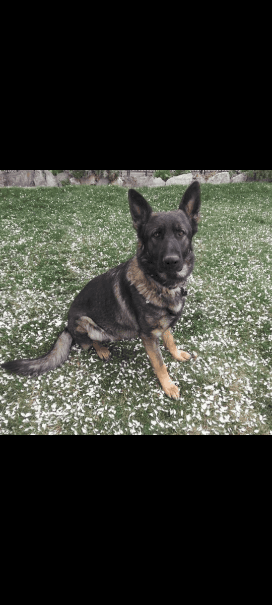 AKC German Shepherd puppies image 11