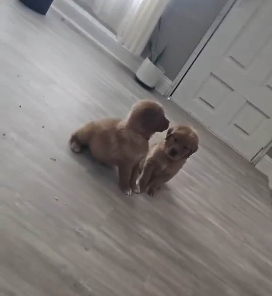 Golden Retriever Puppies - Grand Prairie, TX image 3