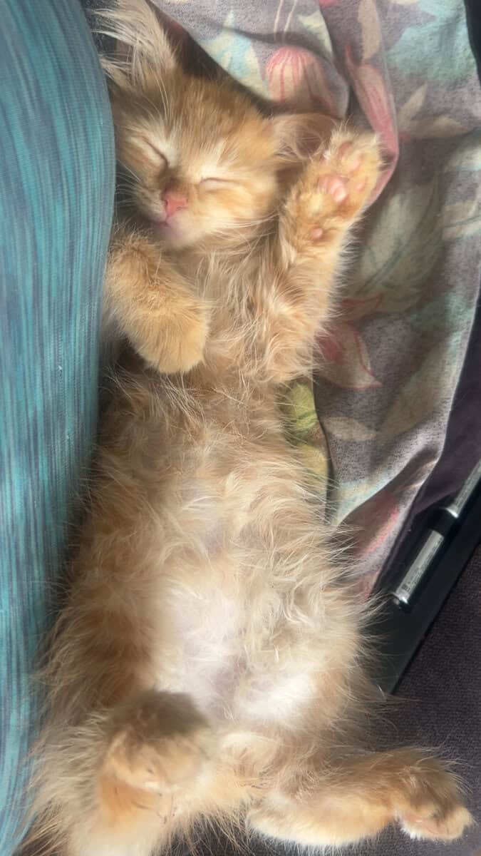 9 month old cat image 3