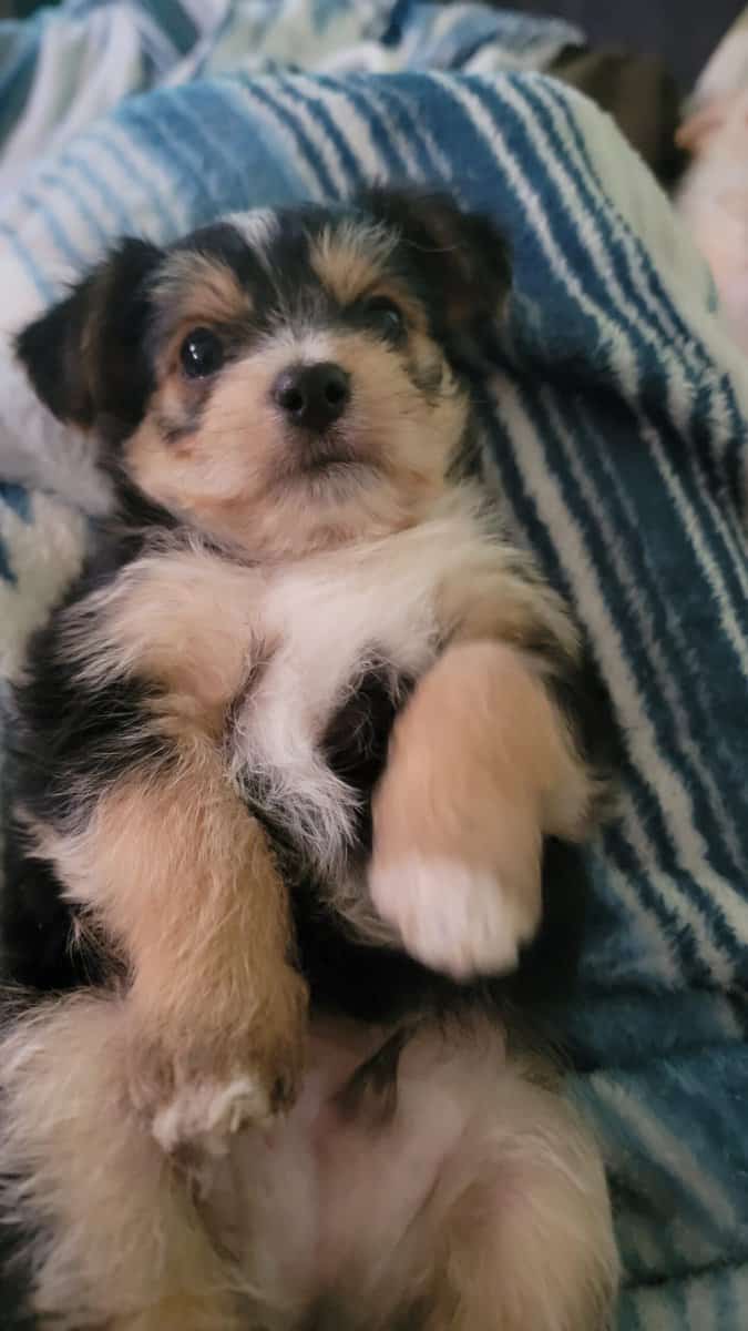 2 male puppies in need of loving home image 4
