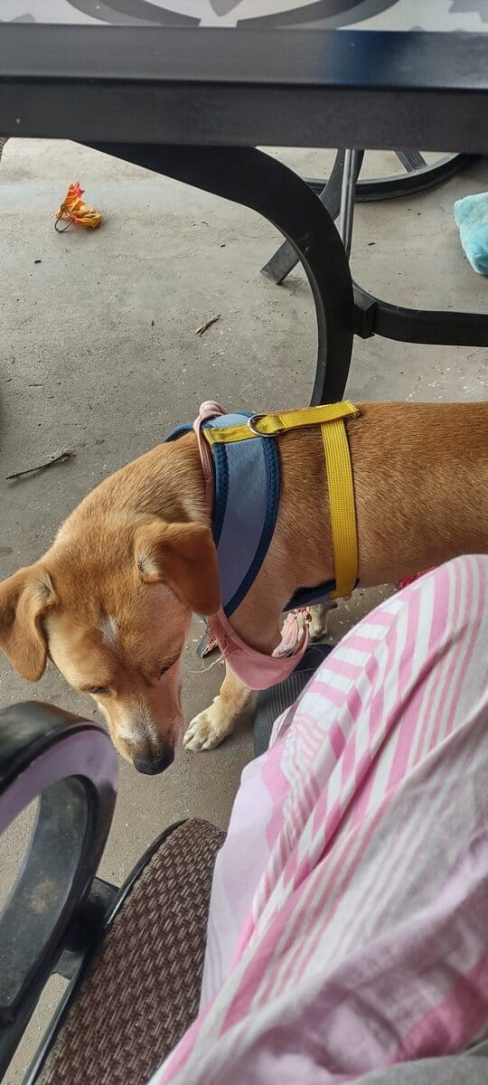 Opie Urgently Needs To Find His New Home image 1