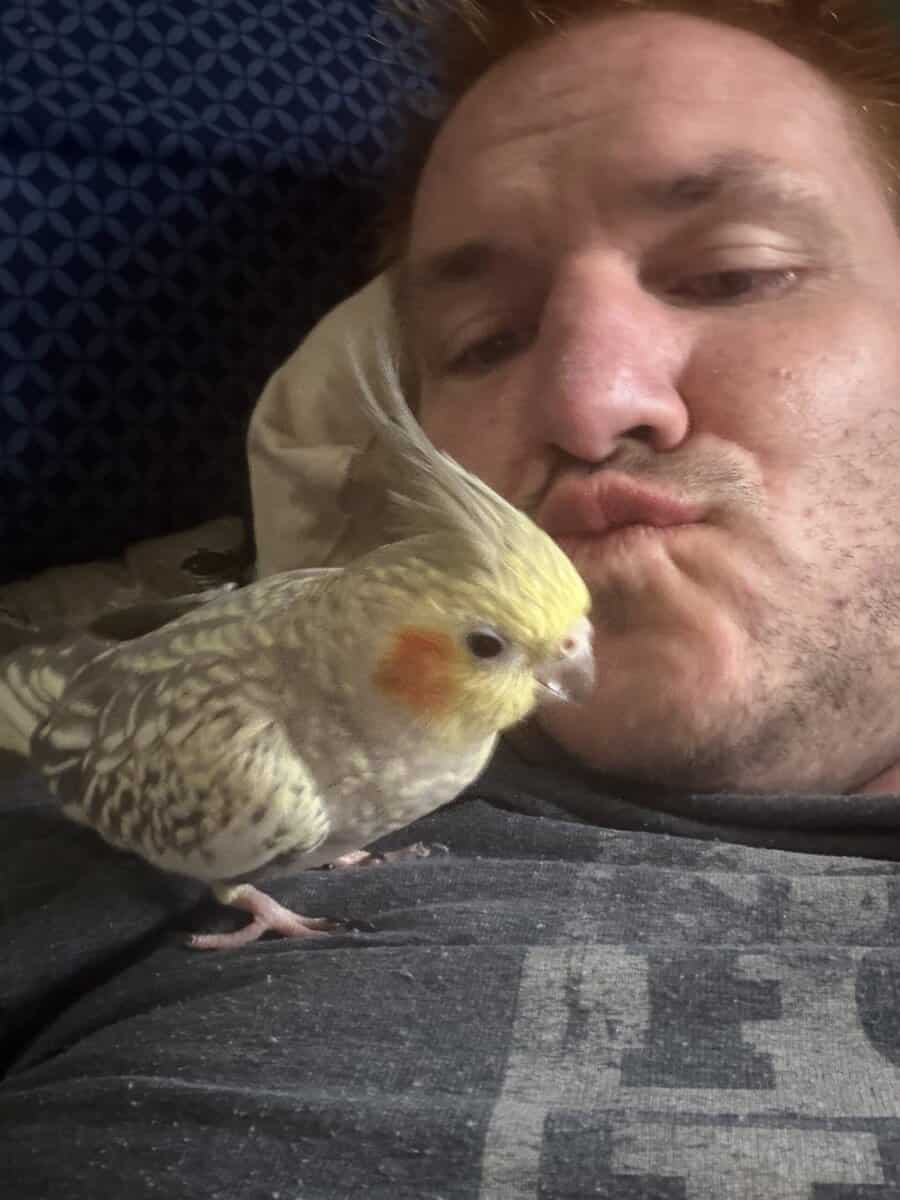 I’m lookin for a cocktail bird for my female image 1