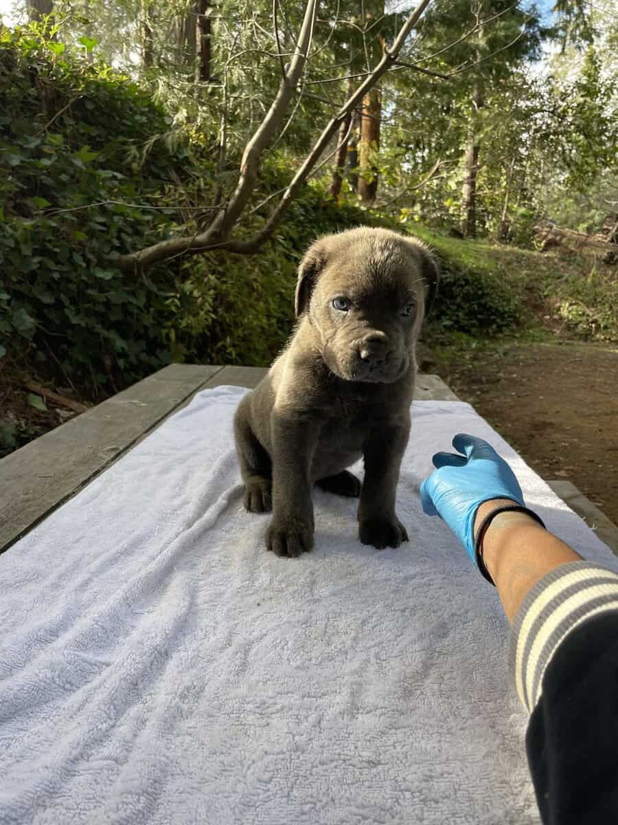 Cane Corso Litter for Sale image 10