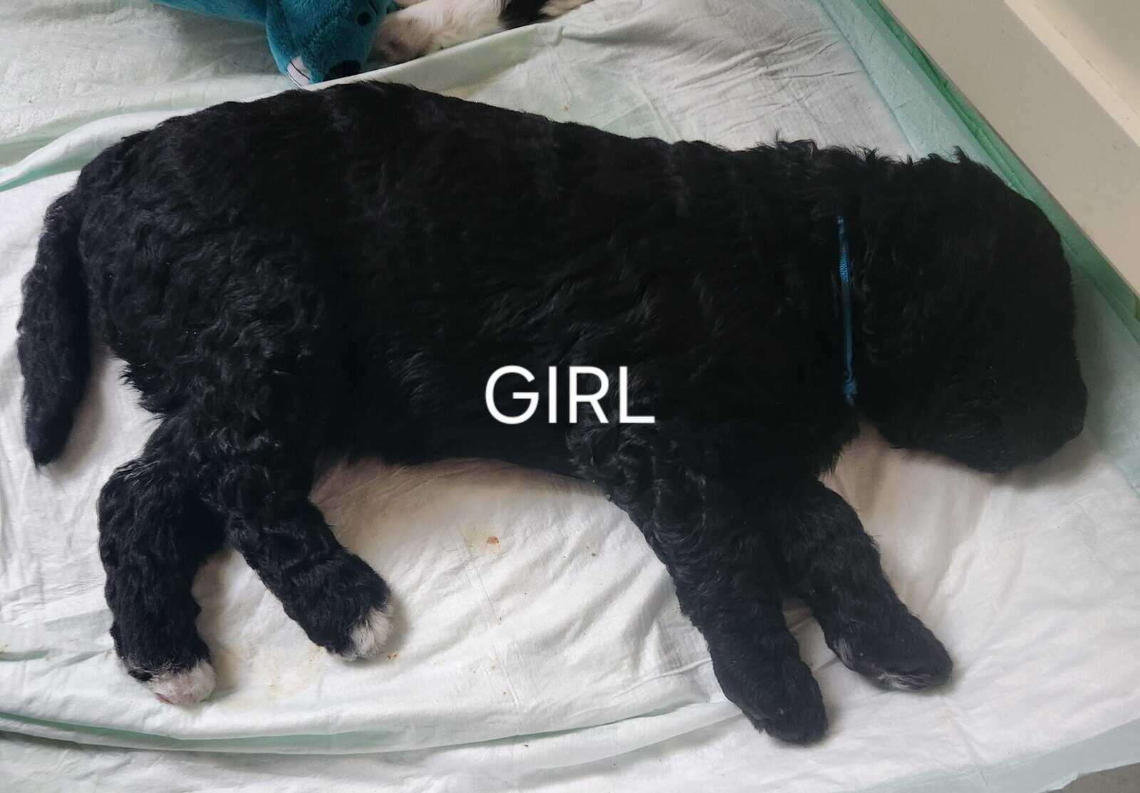 Labradoodle F1b puppies image 12